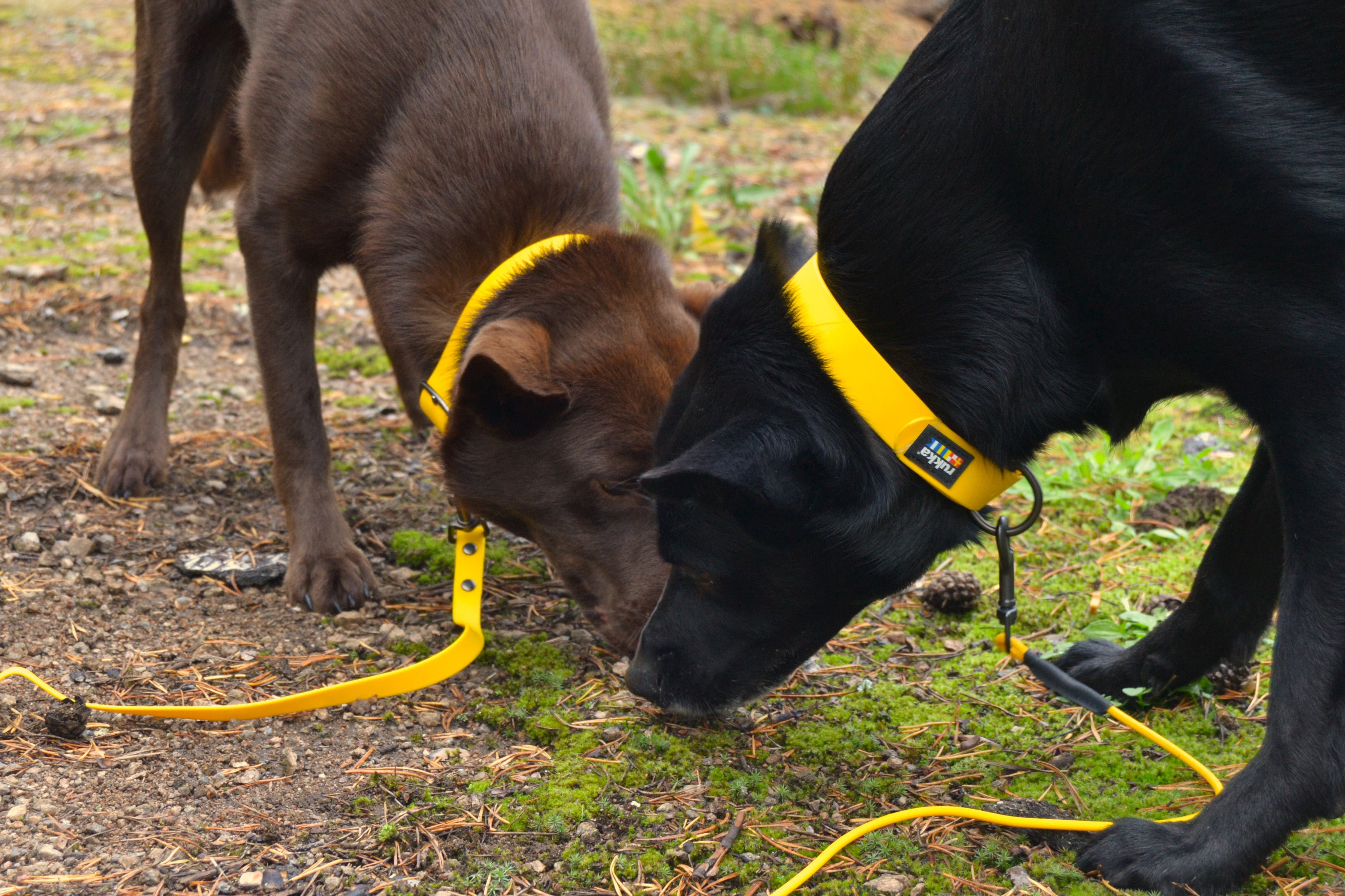 Second Product Image for Biodipro Collar