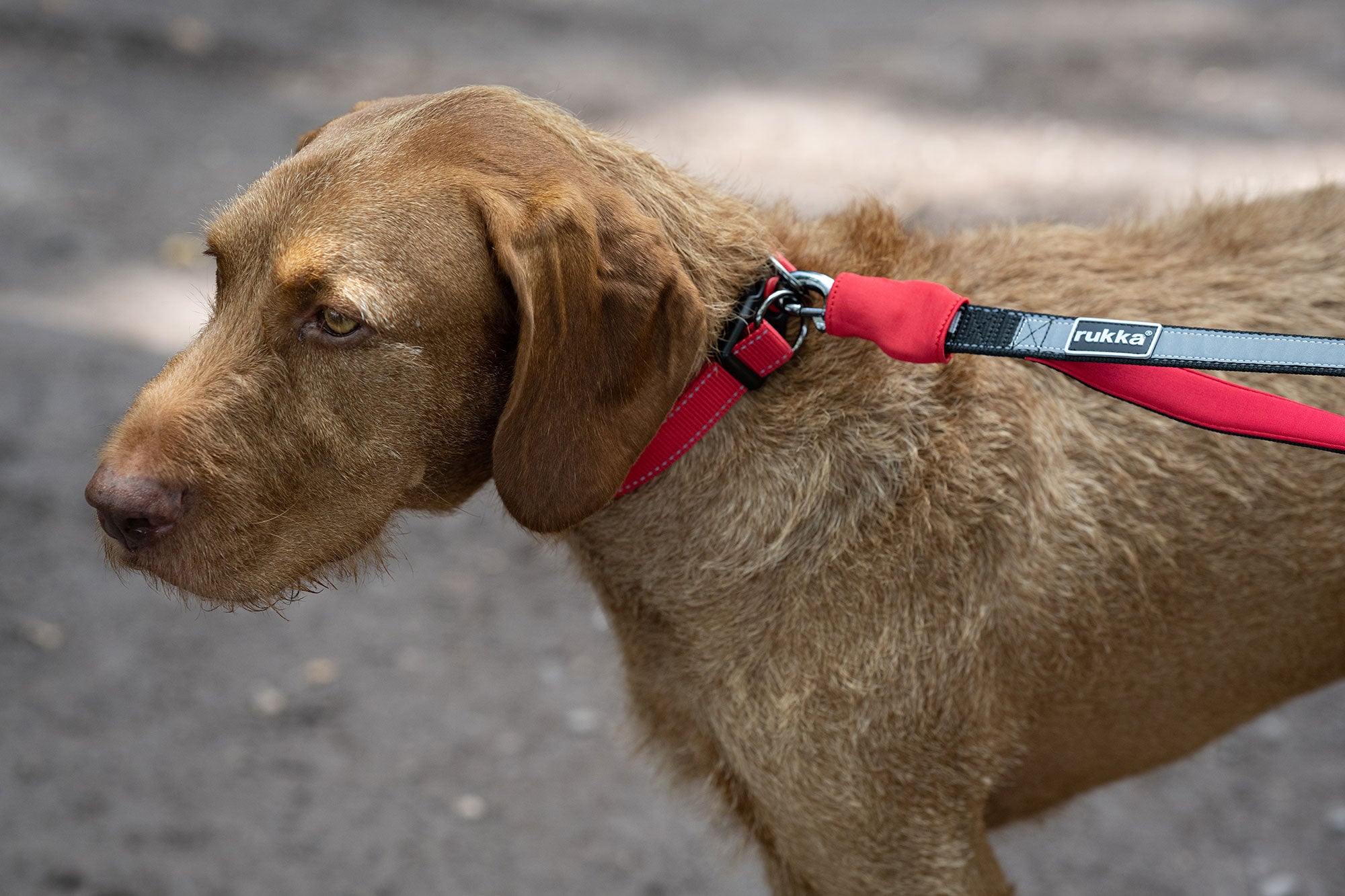 Second Product Image for Hike & Run Belt + Leash