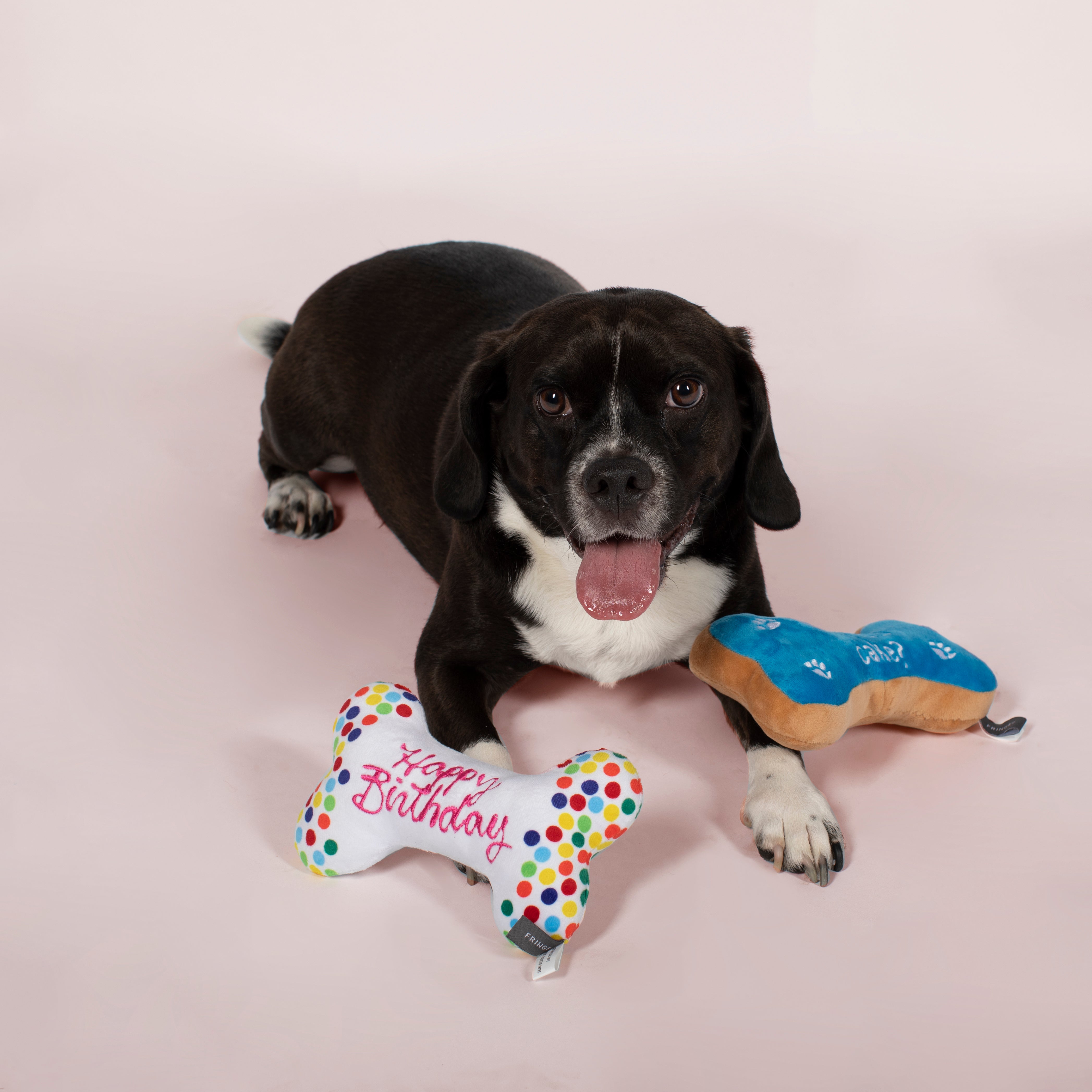 Birthday Dog Toy 4-Pack