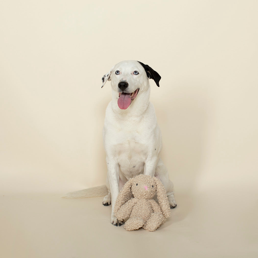 Best Sellers Dog 3-Toy Gift Set