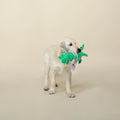 Best of the Rex's Dog Toy 2-Pack