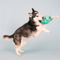 Birthday Dog Toy 4-Pack