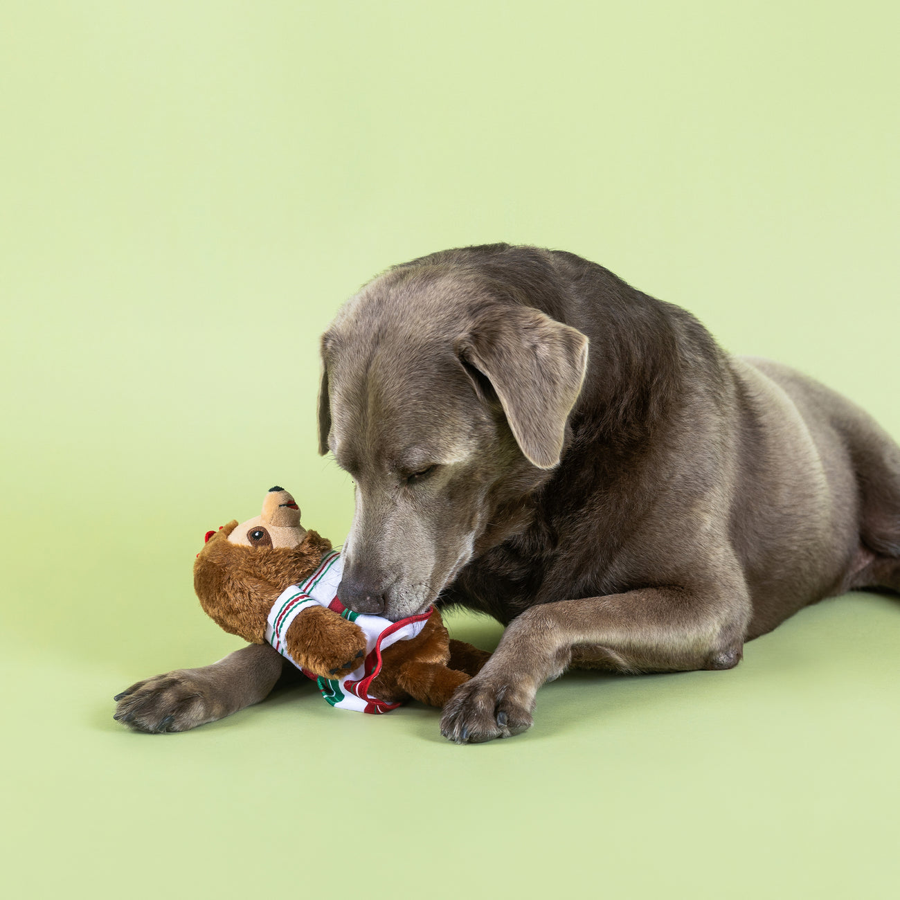 Every Day is Taco Tuesday Dog Toy 3-Pack