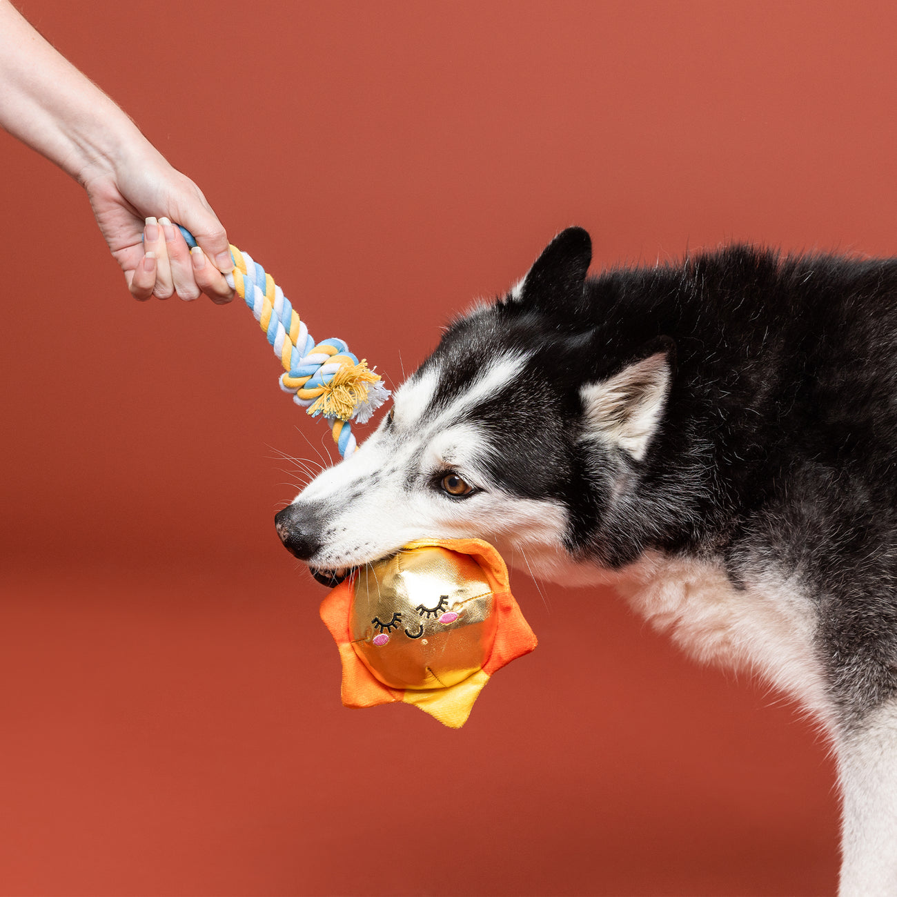 New Puppy Toy 3-Pack
