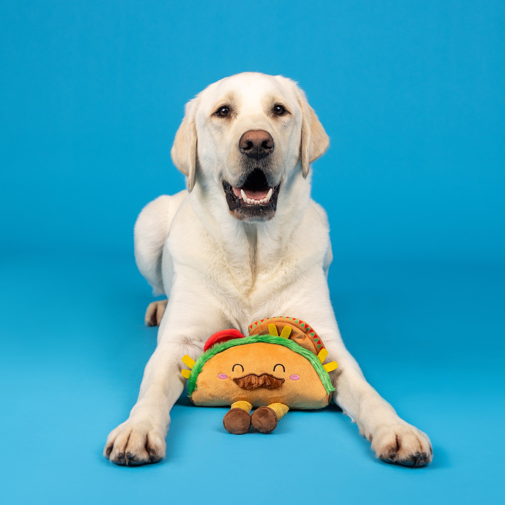 Every Day is Taco Tuesday Dog Toy 3-Pack