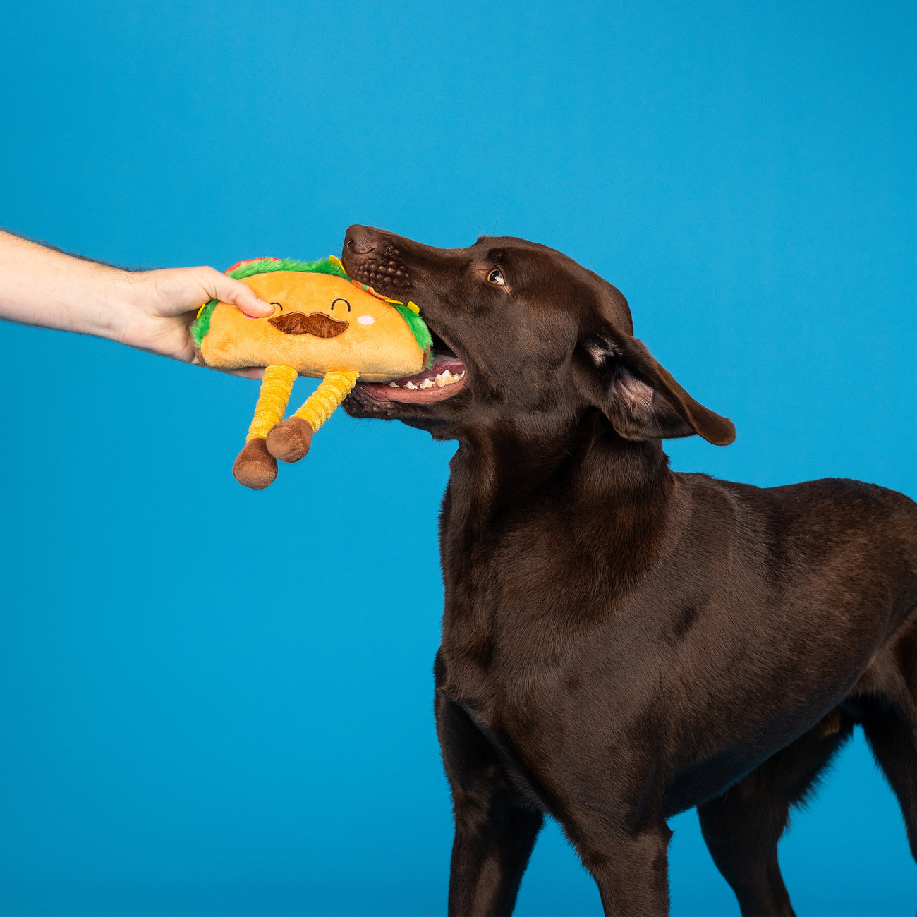Every Day is Taco Tuesday Dog Toy 3-Pack
