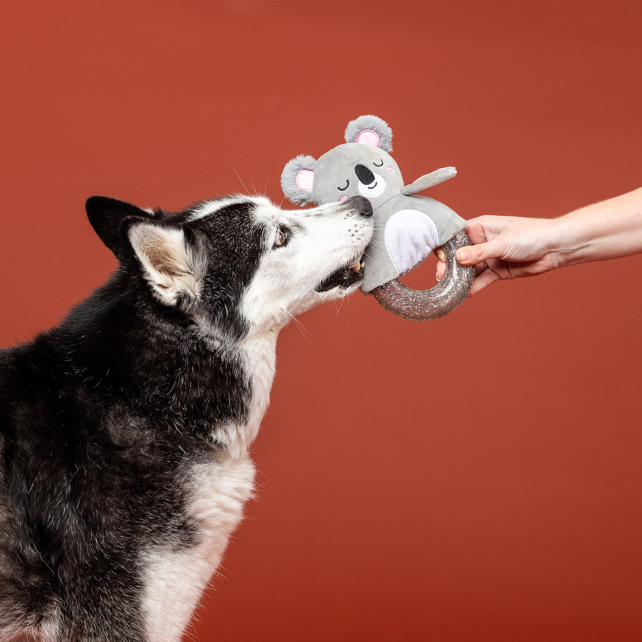 New Puppy Toy 3-Pack