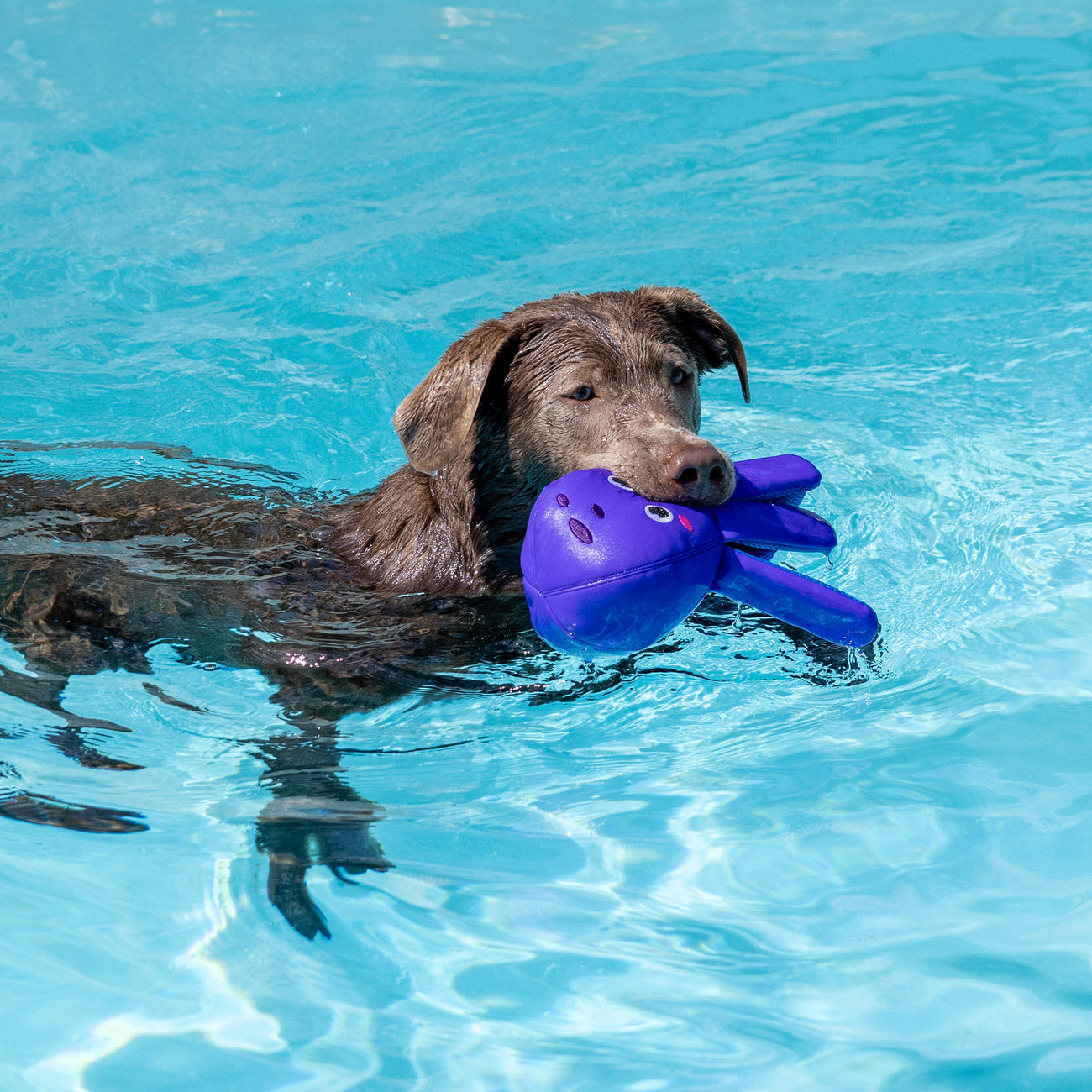Floating Water Dog Toy 3-Pack