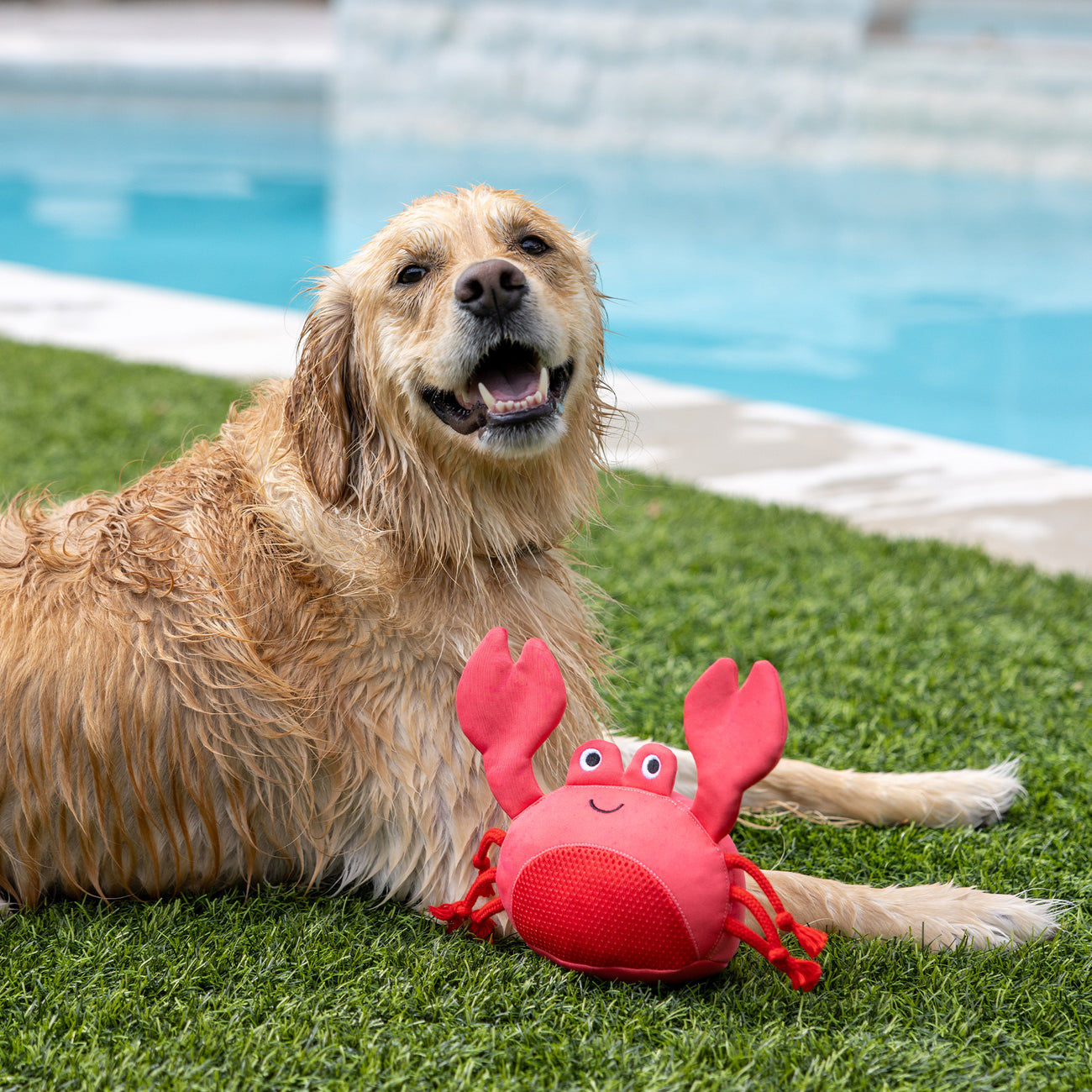 Floating Water Dog Toy 3-Pack