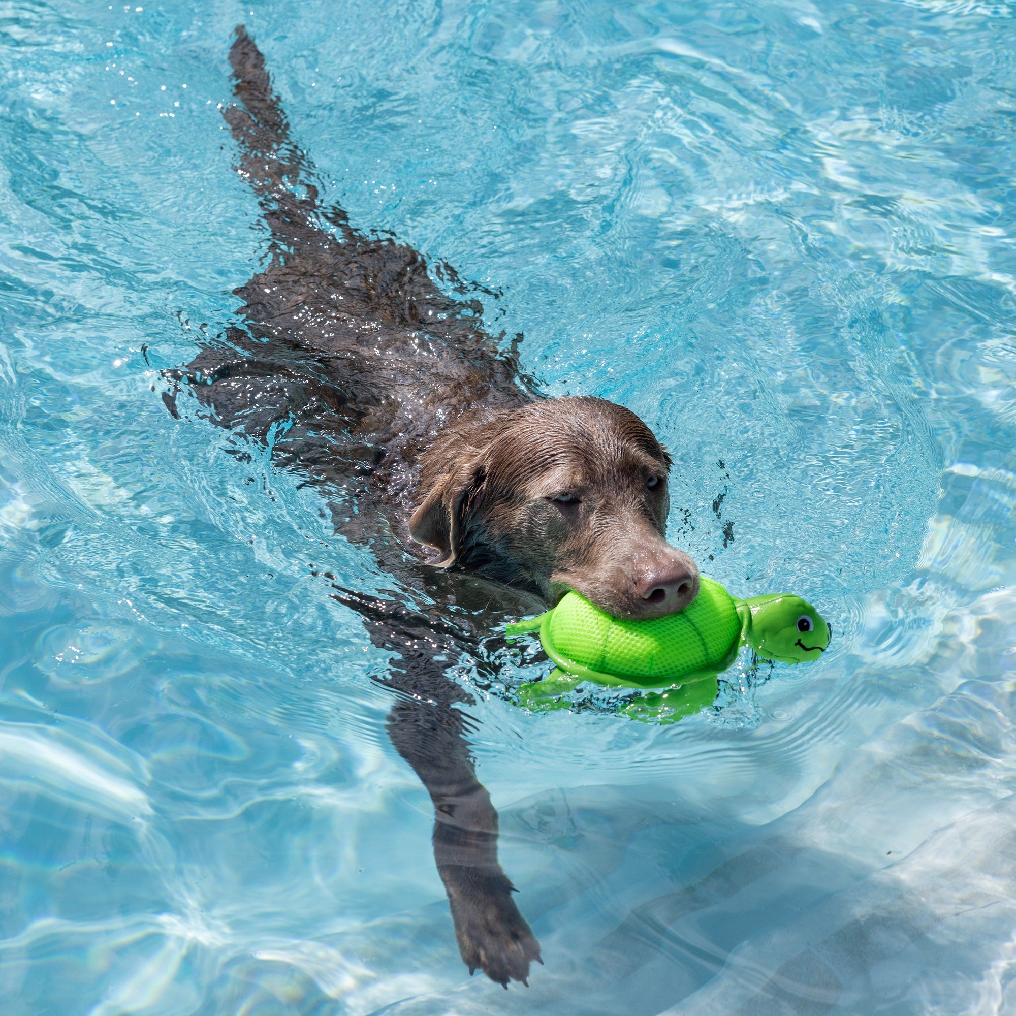 Floating Water Dog Toy 3-Pack