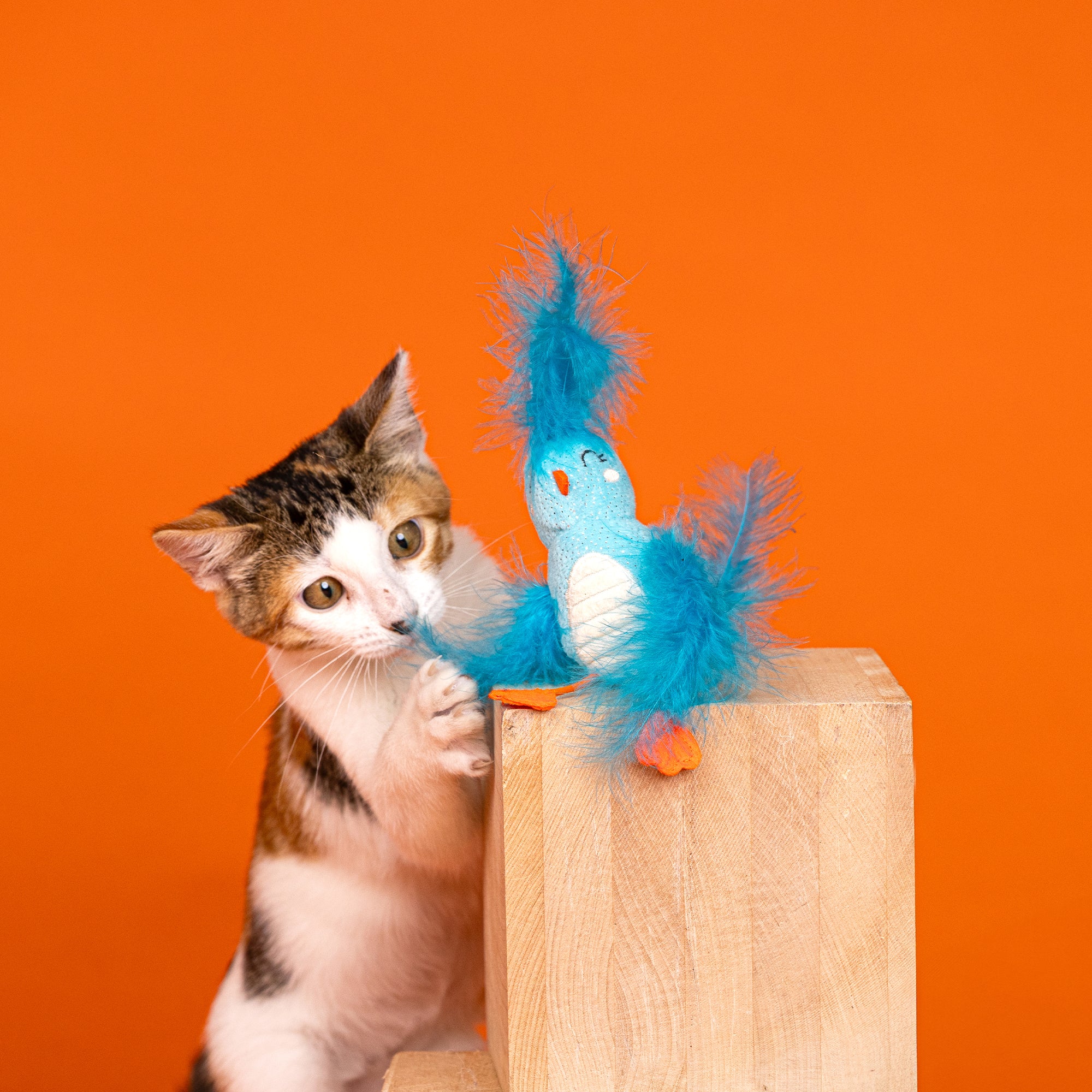 Surf & Soar Cat Toy 8-Pack