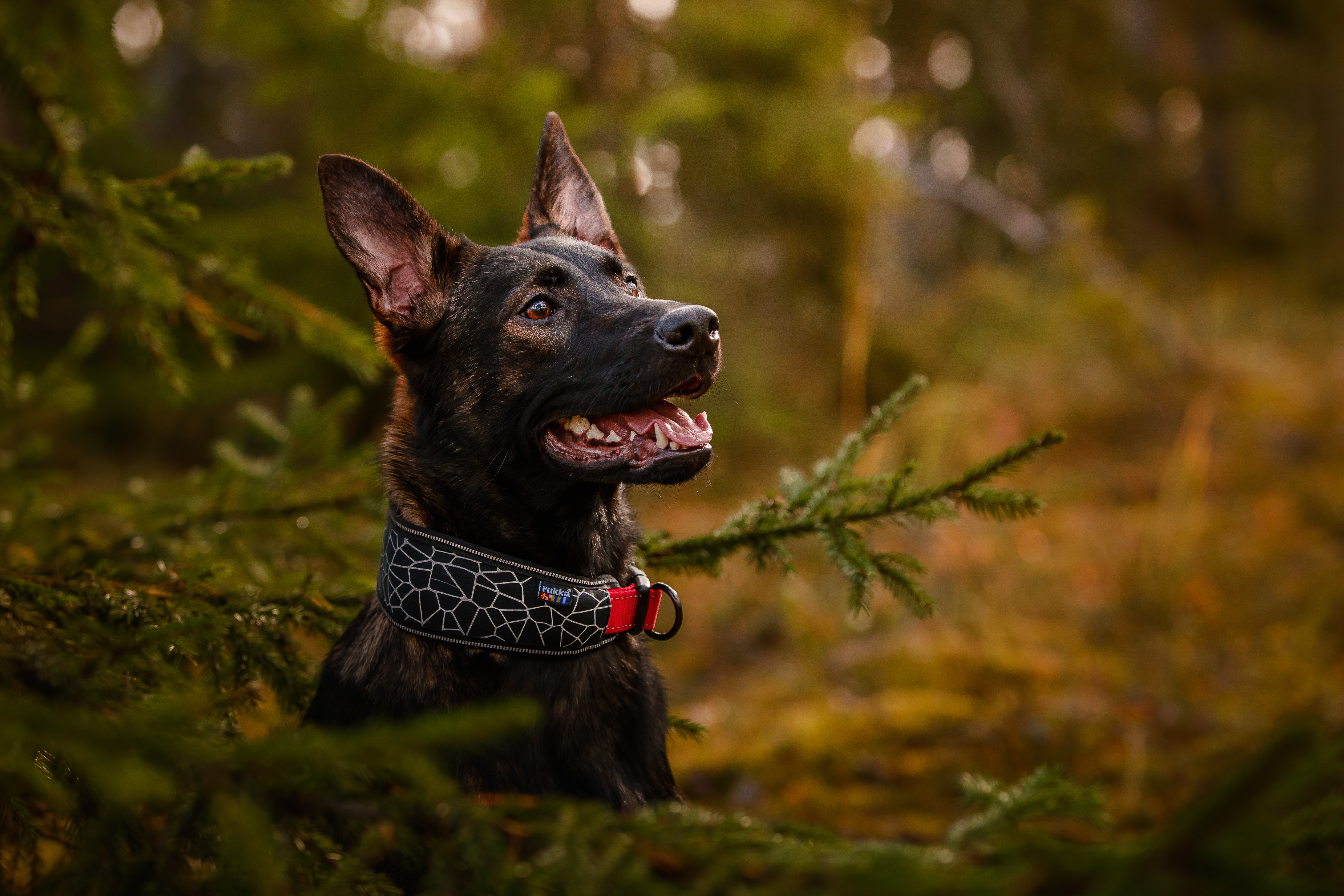 Second Product Image for Cube Soft Collar