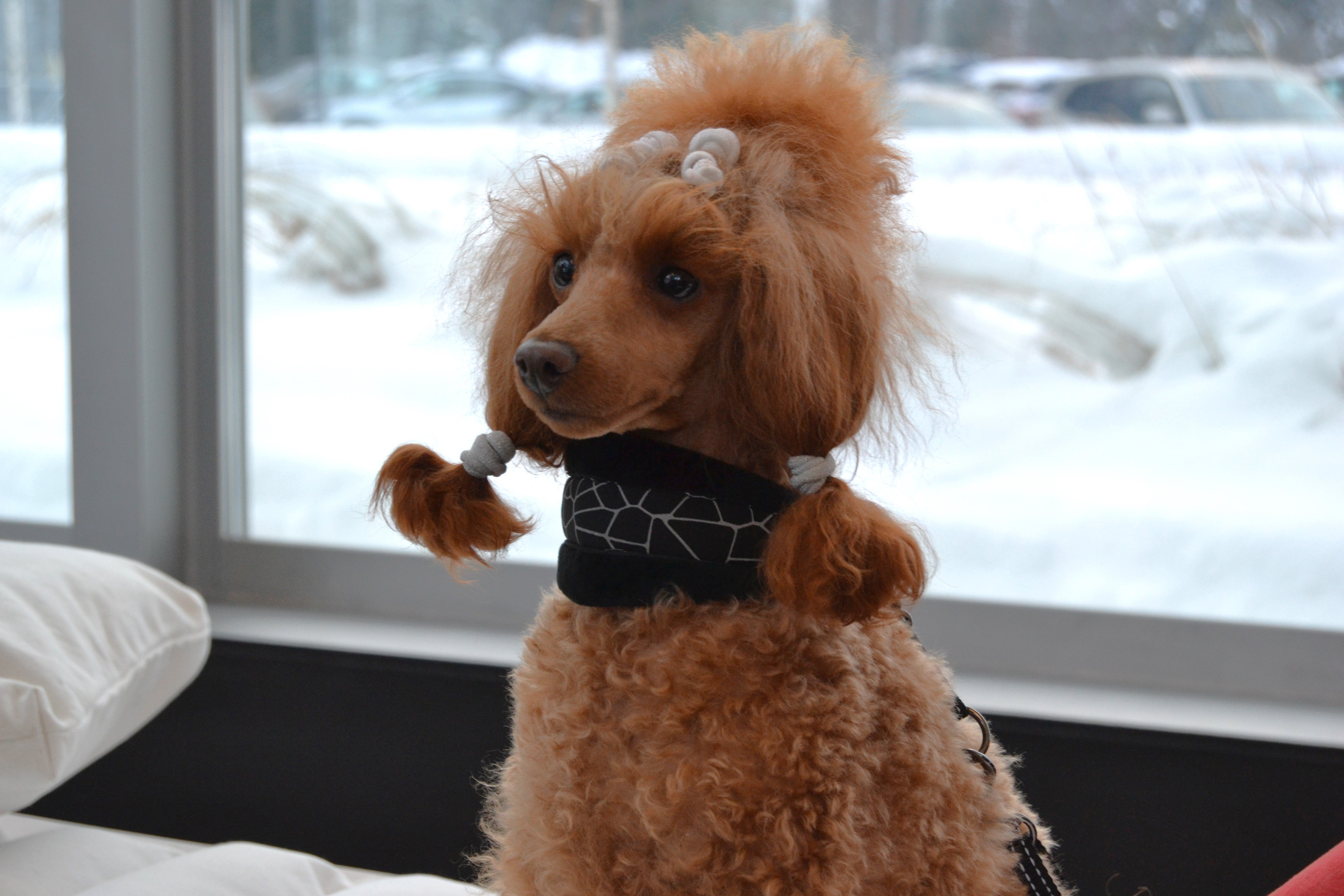 Second Product Image for Cube Hound Collar