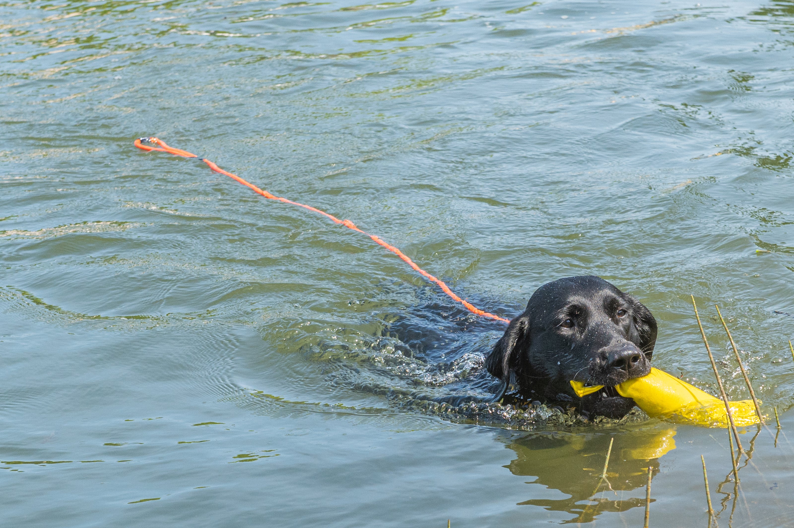 Second Product Image for Swim Leash XL