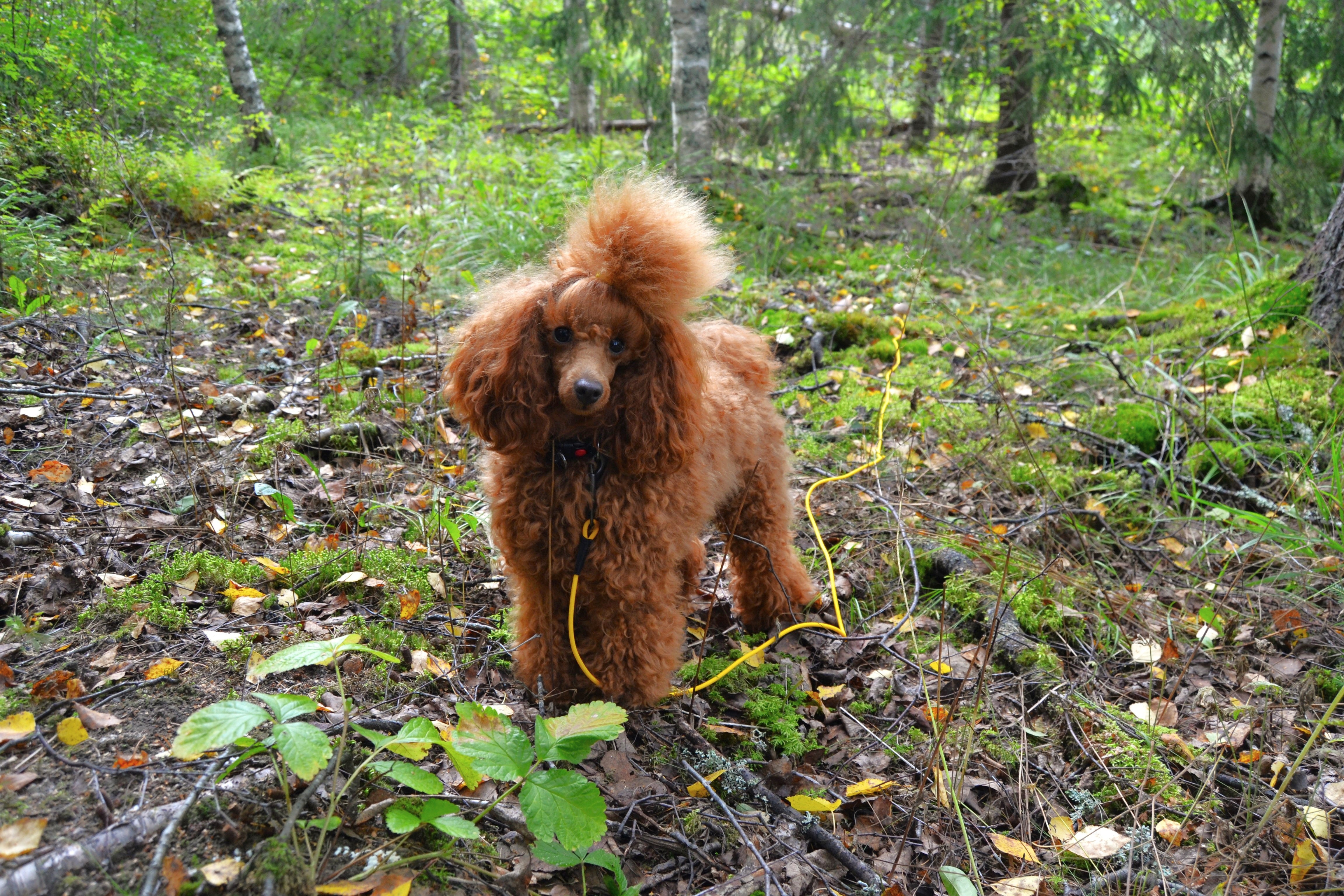 Biodipro Tracking Leash