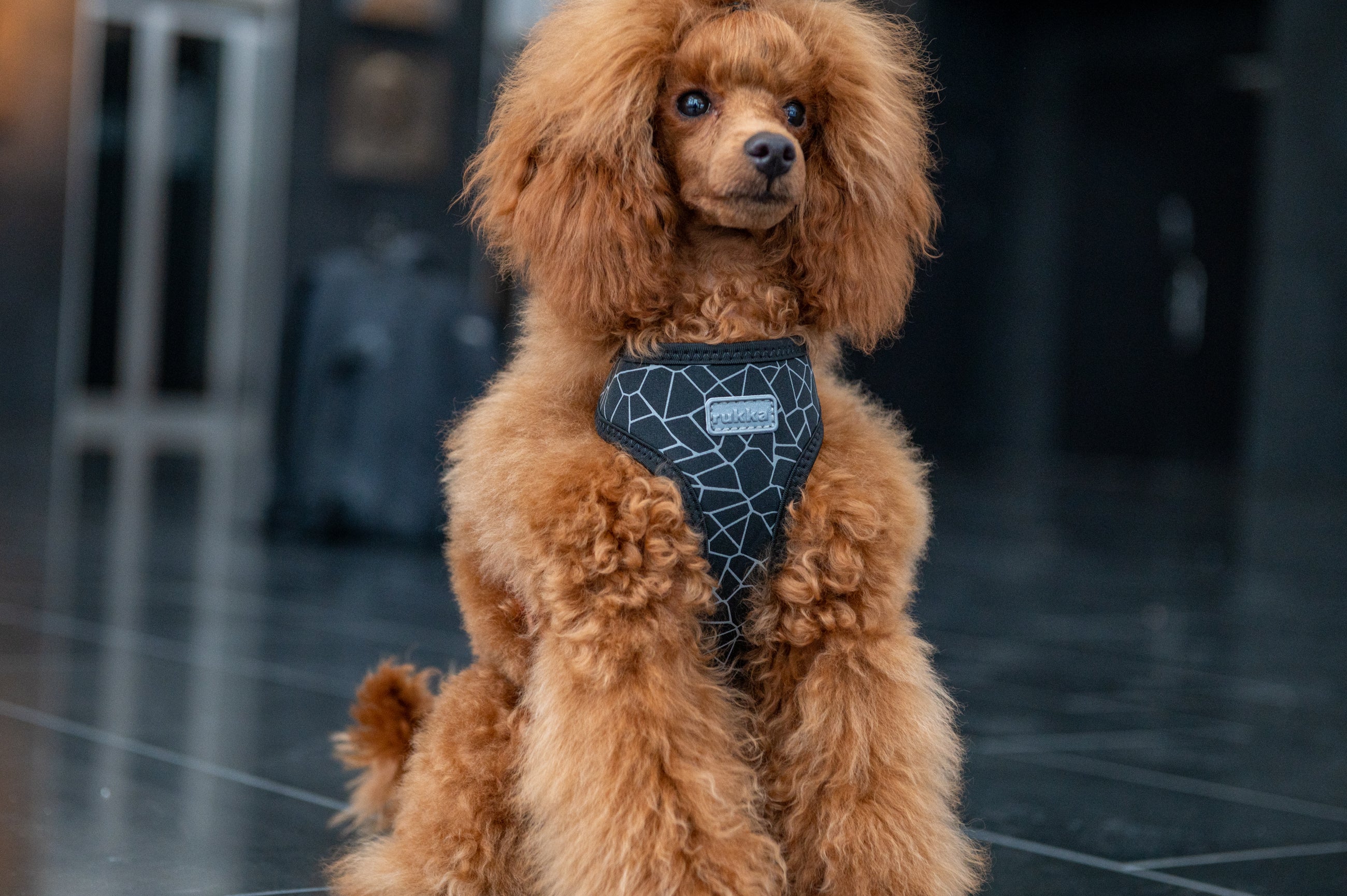 Second Product Image for Cube Mini Harness