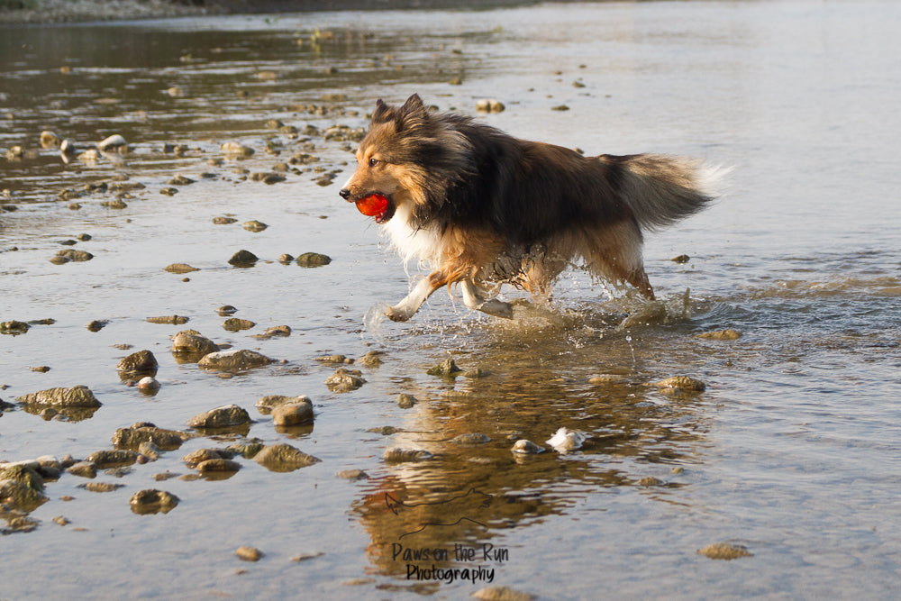 Second Product Image for Bionic Toss, Tug & Fetch 3 Pk Large Toys