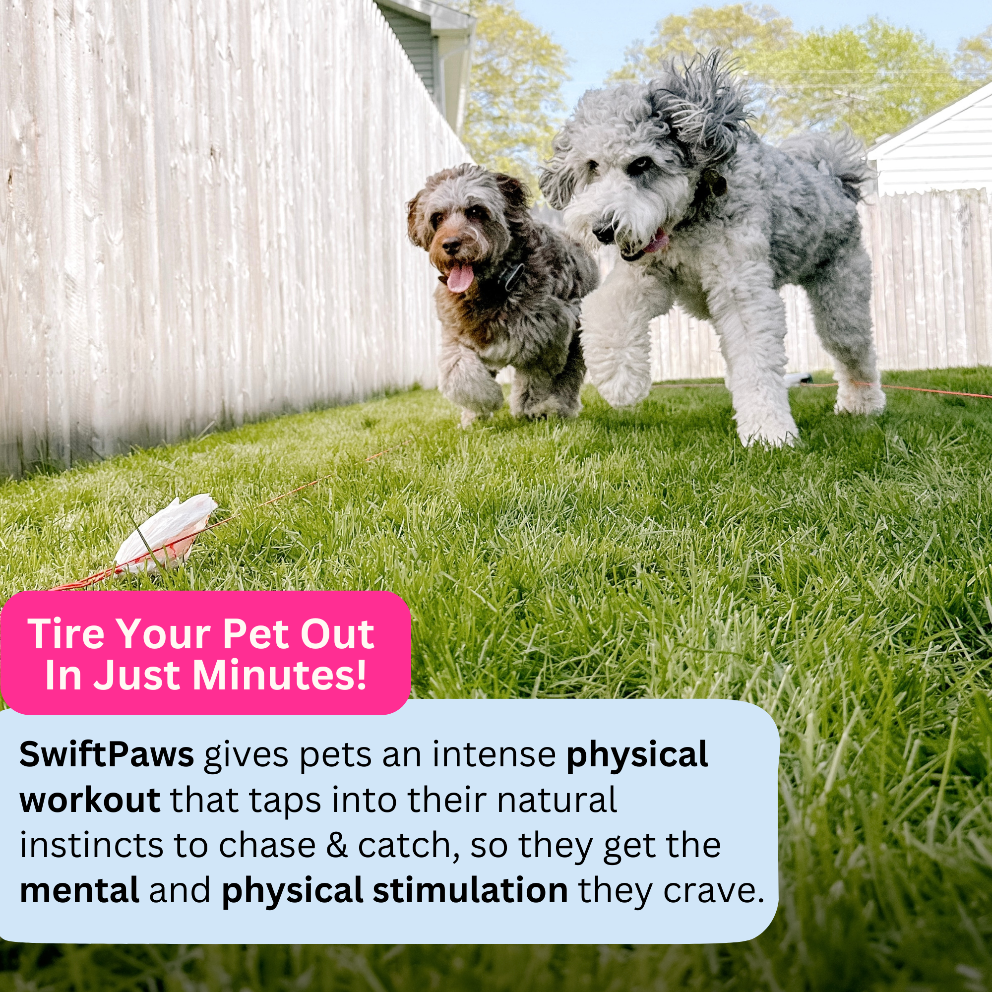 SwiftPaws Chase!