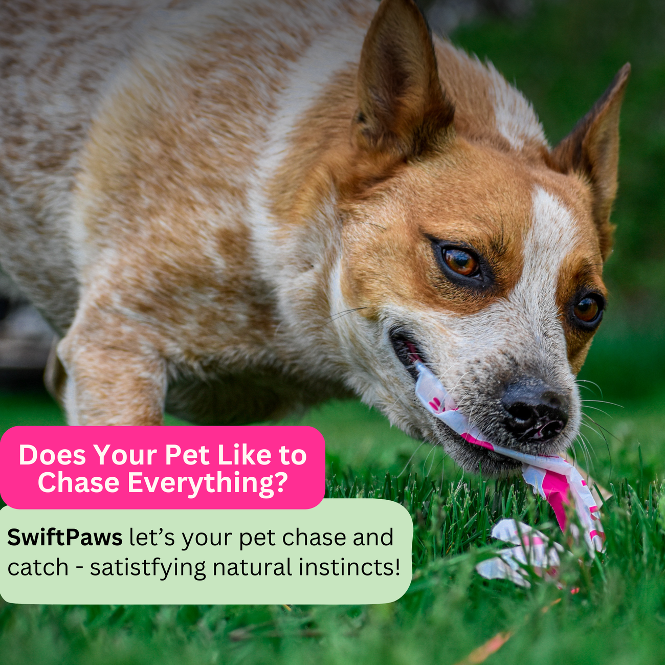 SwiftPaws Chase!