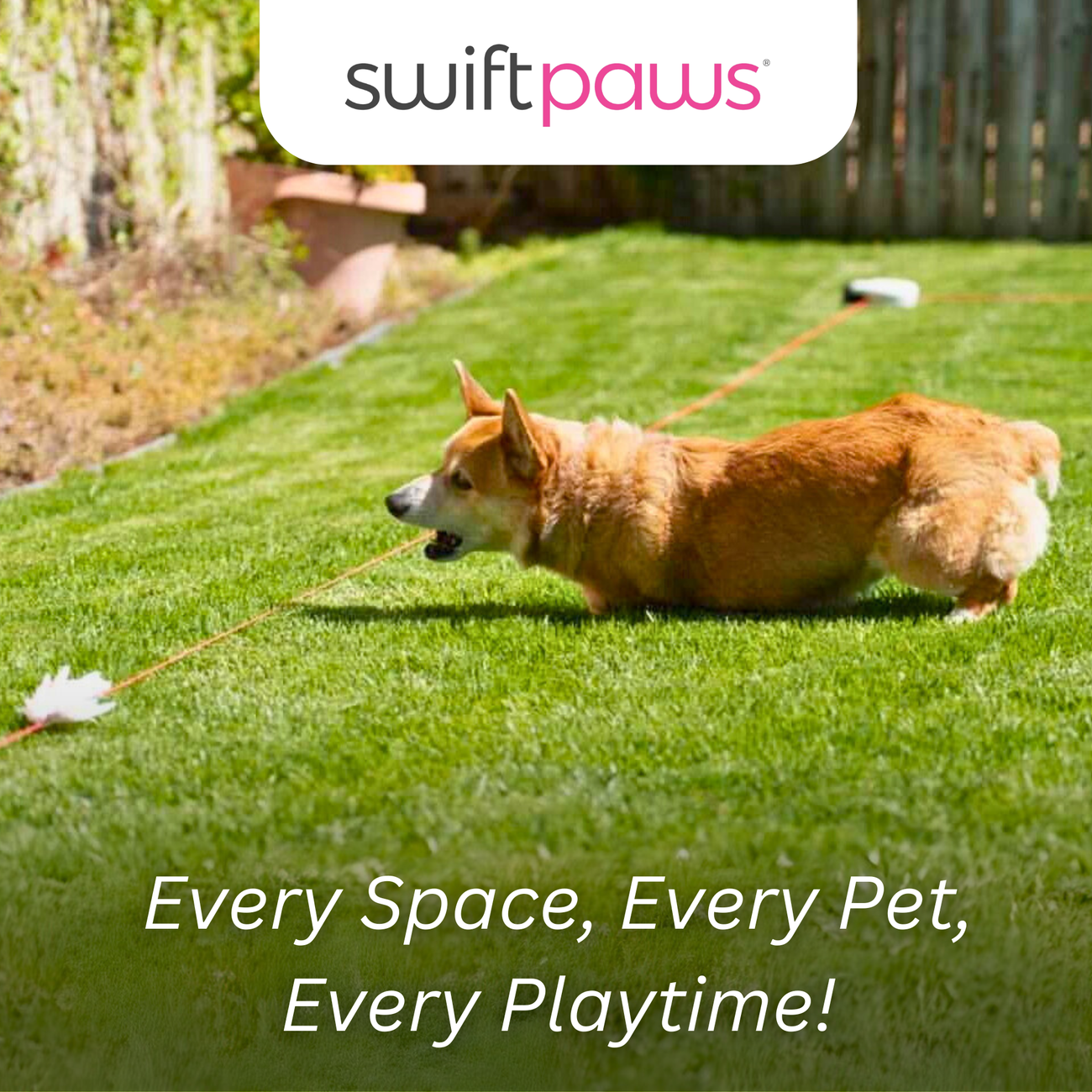 SwiftPaws Chase!