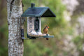 FeatherSnap Feeder Bundle - Seed + Hummingbird
