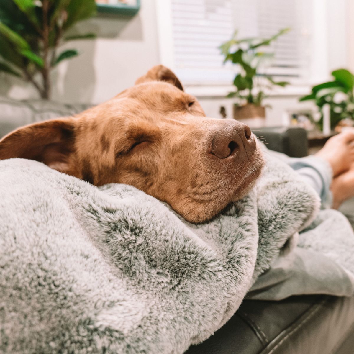 Second Product Image for Faux Fur Throw