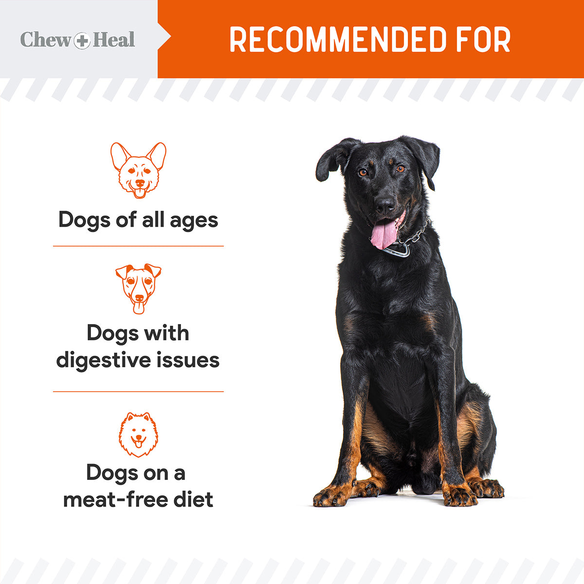 Crunchy Treats with Pumpkin & Prebiotics