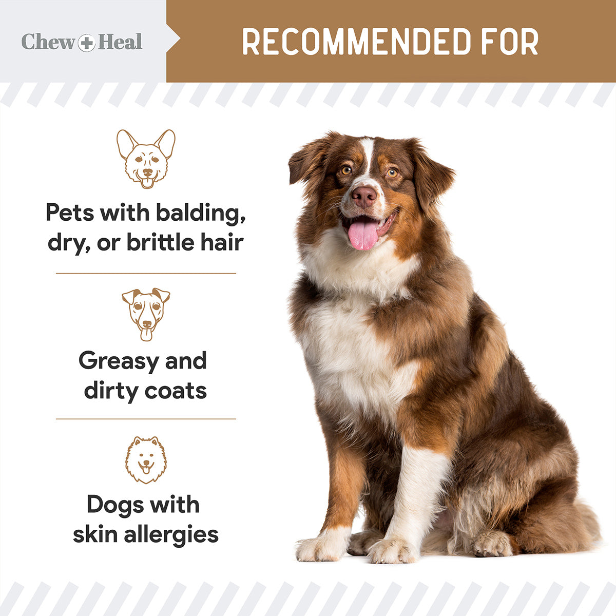 Omega Peanut Butter Skin + Coat Soft Chews
