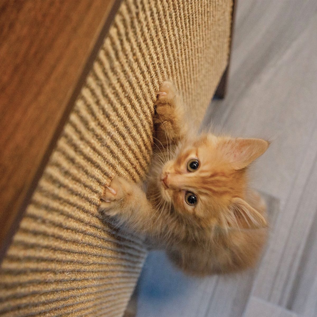 Wesley Scratching Post