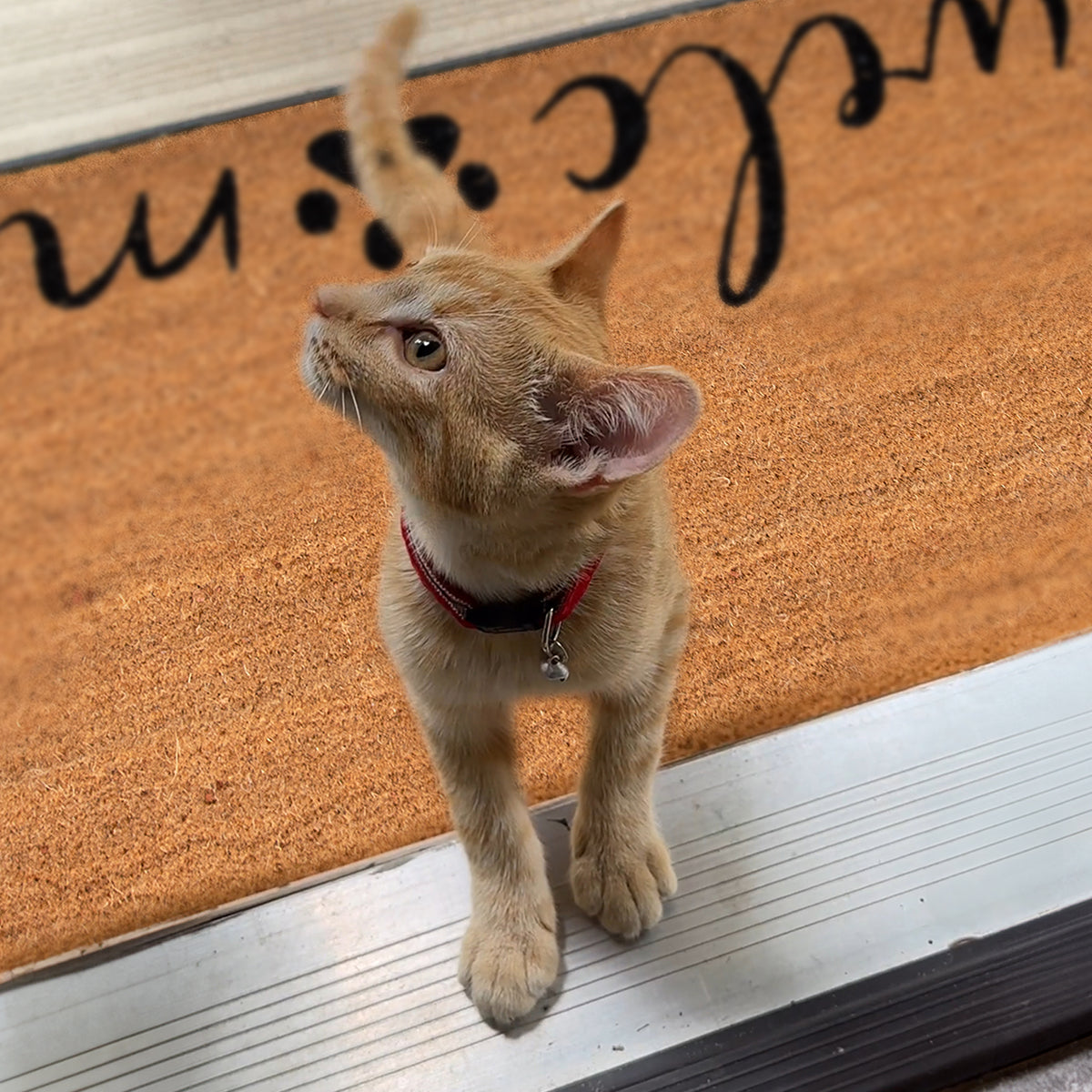 Welcome + Paw Convertible Entrance Doormat Set